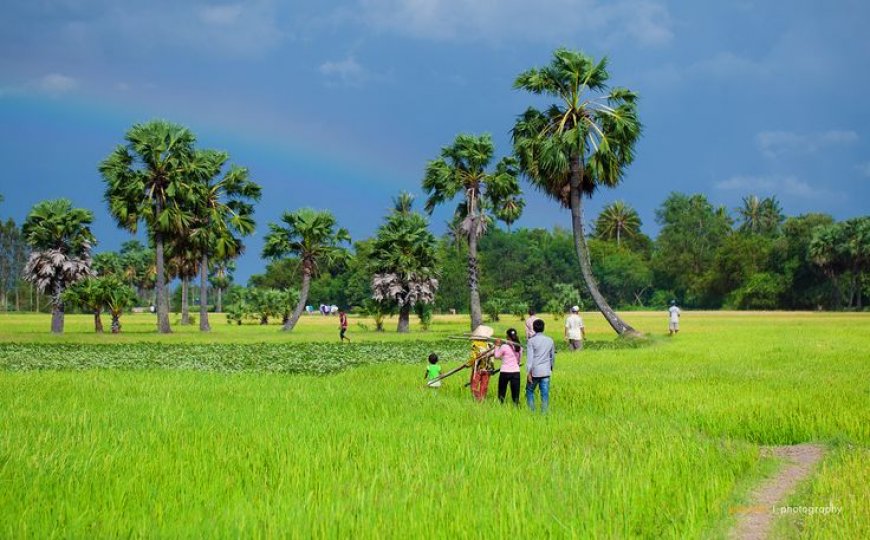 Rice fields in An Giang, Viet Nam