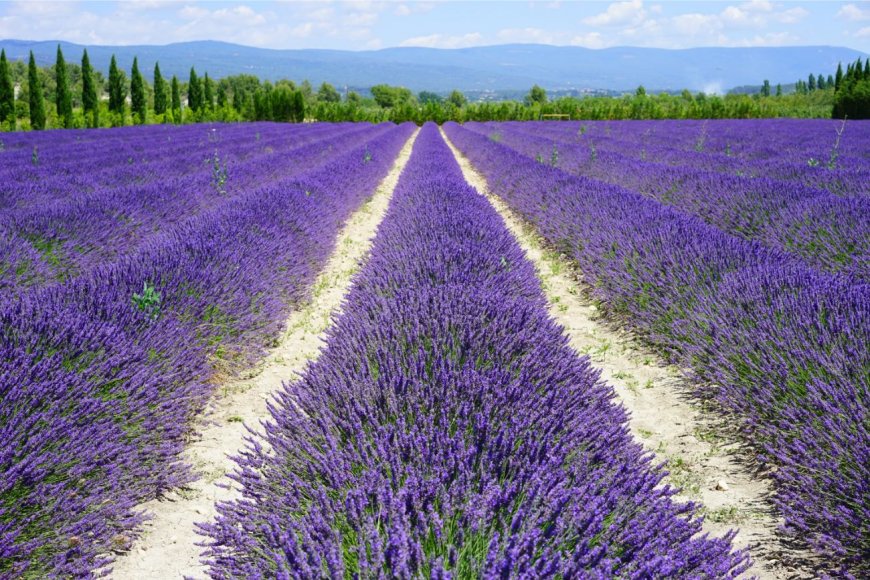 Provence: Discover the charming countryside, lavender fields, and picturesque villages of this region.